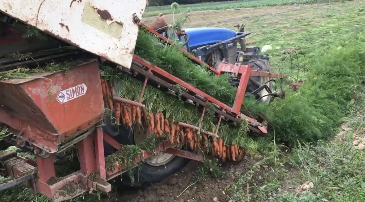 Arracheuse de carottes