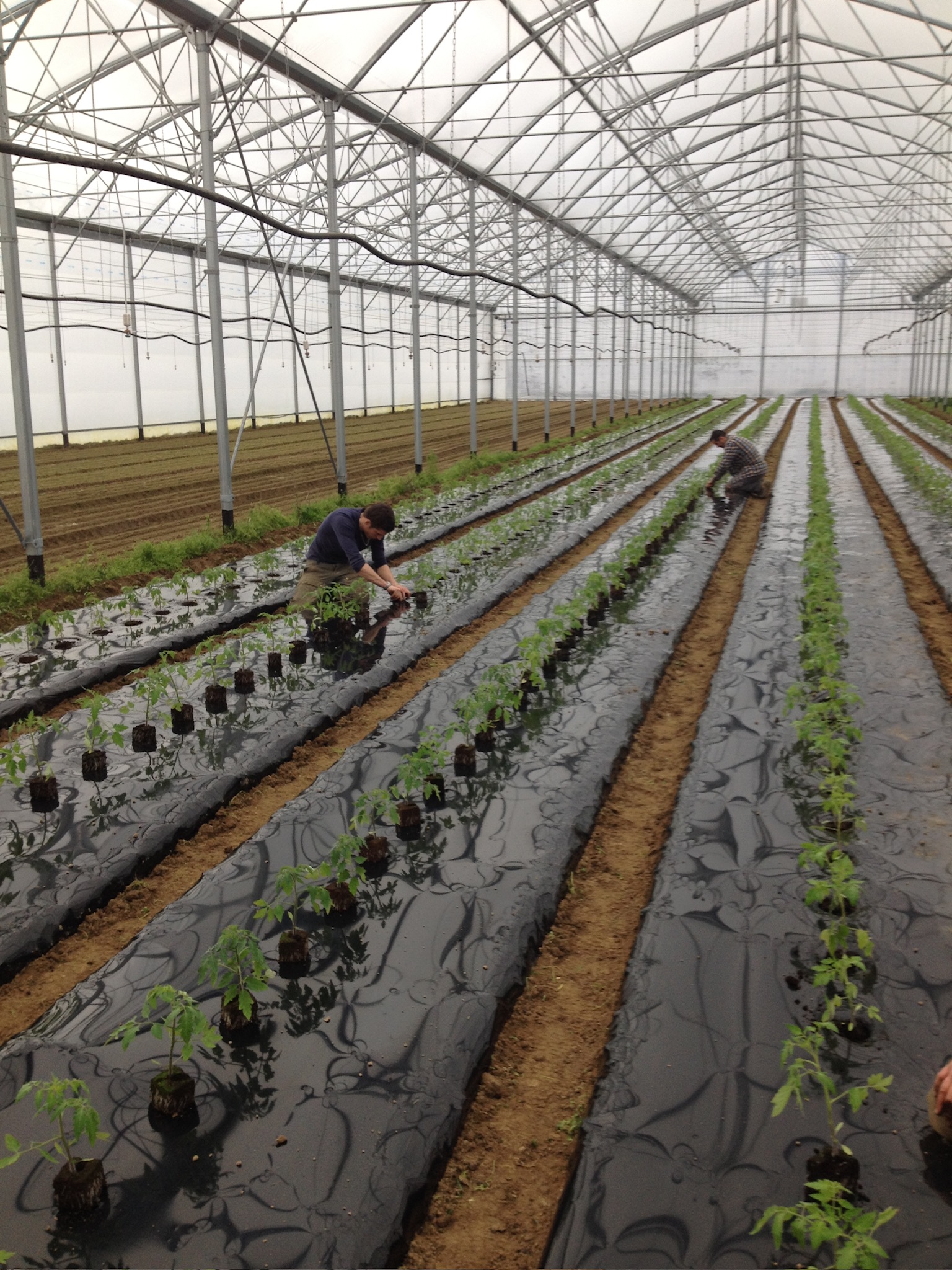 Plantation