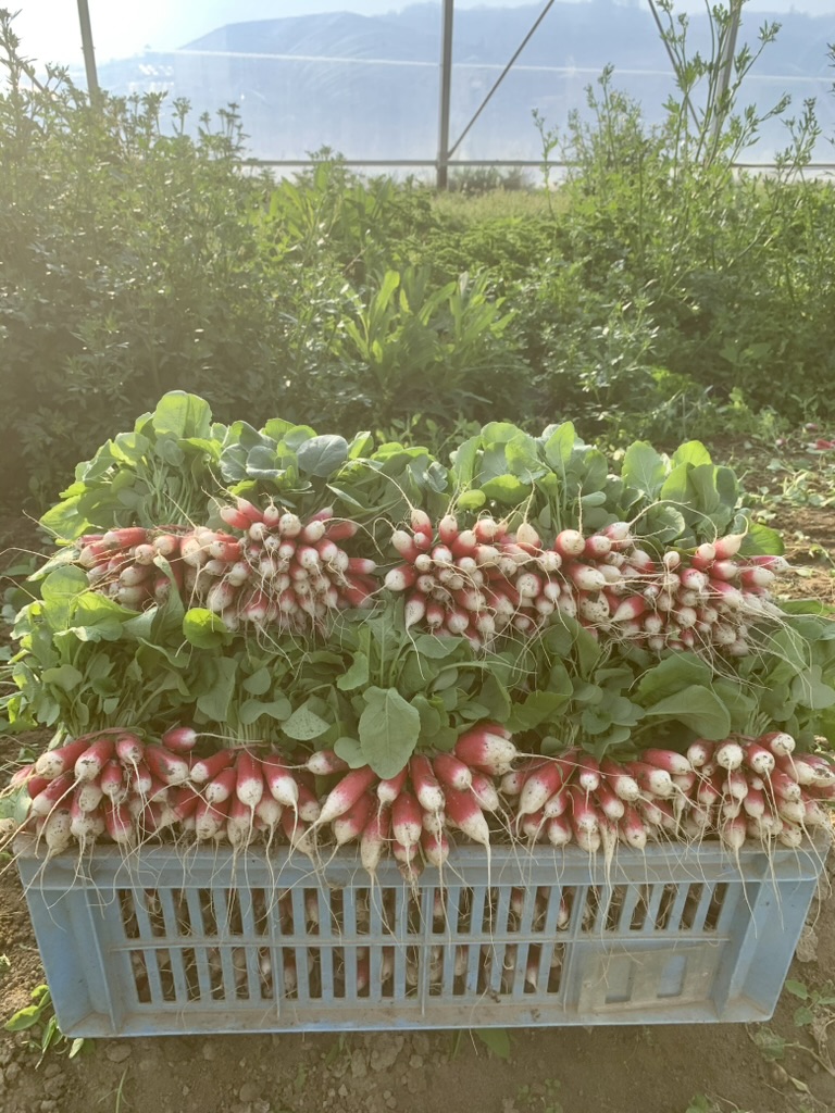 Semis de printemps